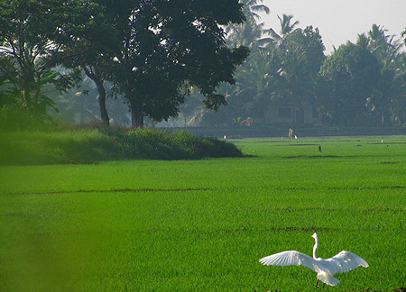Kuttanad